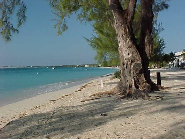 Sand, shadows, and venerable trees