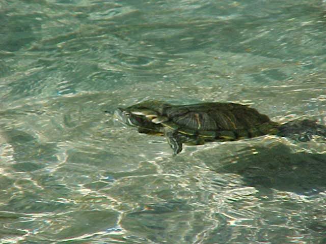 Swimming turtle