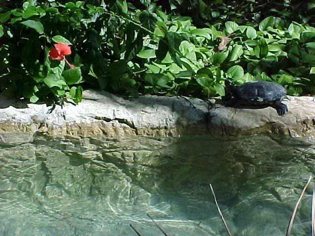 The hybiscus and the turtle