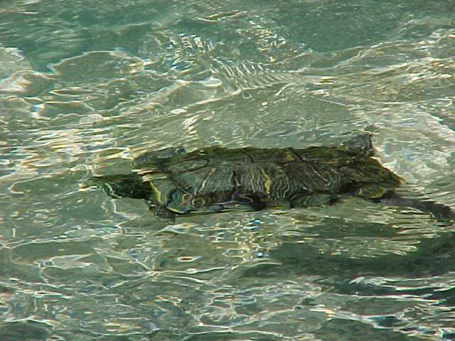 Turtle in one of its elements