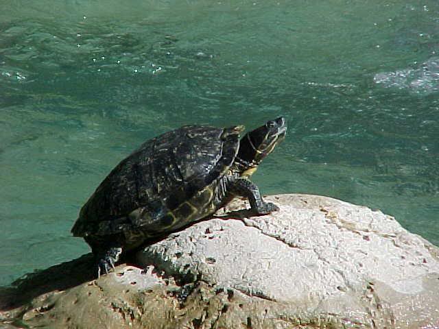 Turtle on dry spot