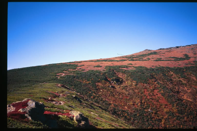 Glen Boulder Tr. just below Davis Path Jct., Top of Gul...