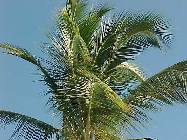 Breezy palm