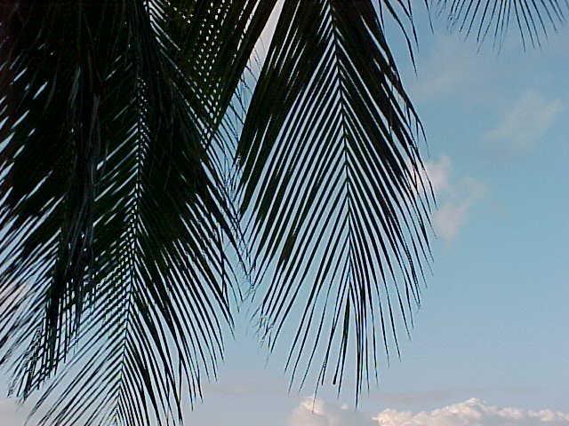 Fronds painted by a Pointilist