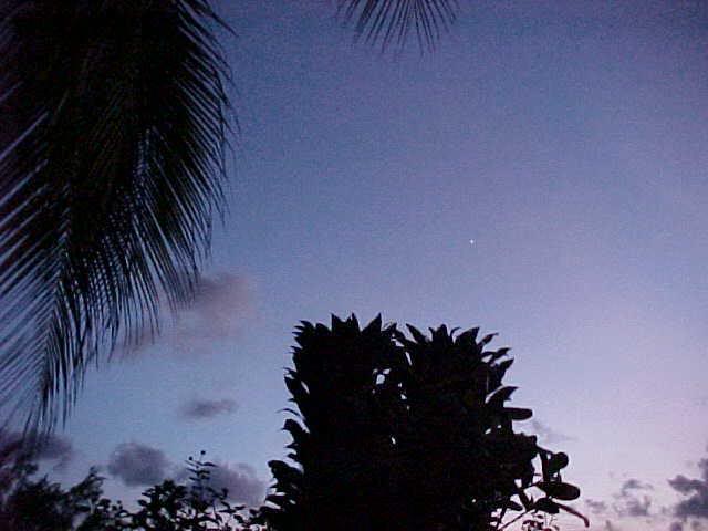 Palm and evening sky