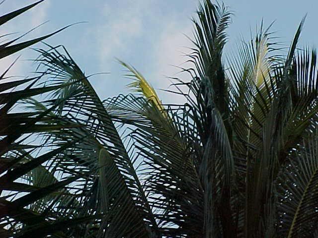 Pattern against the sky