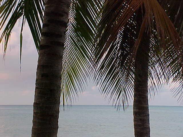 Two palms and British West Indies sky