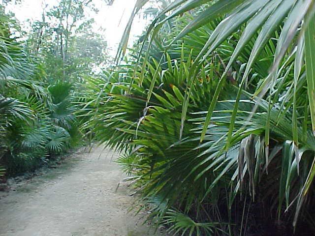 Lush pathway, Queen Elizabeth Botanical Gardens, Grand ...
