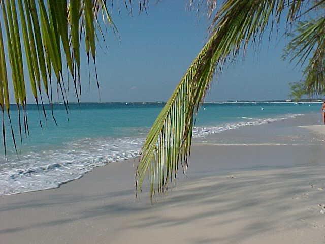 Low fronds and white beach