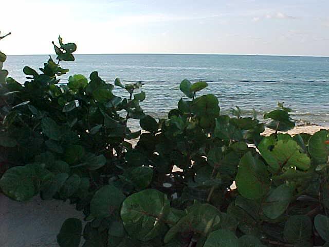 seagrape and slice of beach