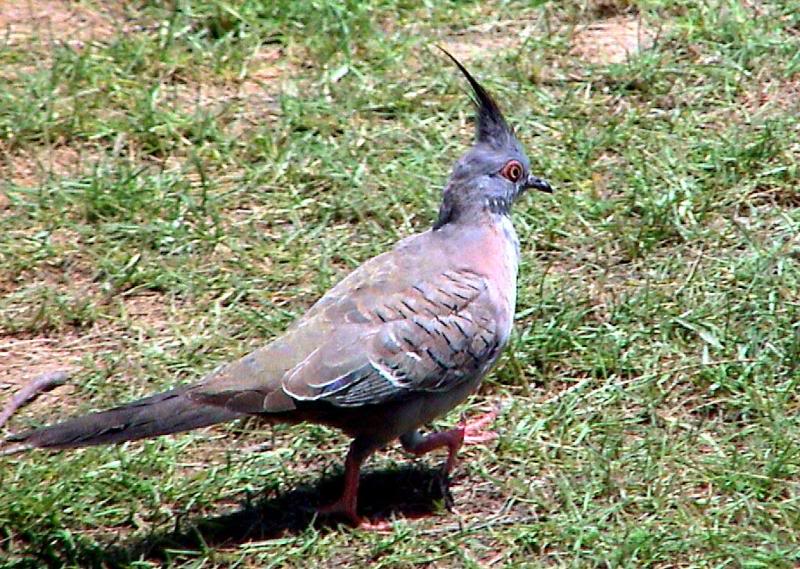 Australian crested pigeon