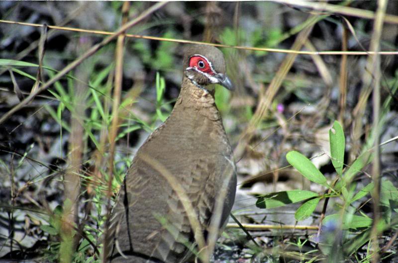 Bare-eyed partridge bronzewing