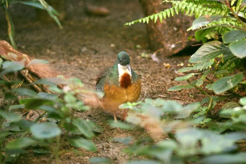 Bartlett's bleeding heart pigeon