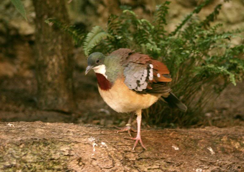 Bartlett's bleeding heart pigeon1