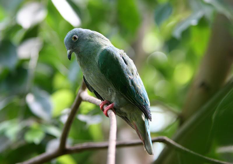 Black-naped fruit dove (female)