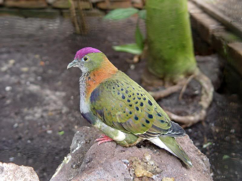 Superb fruit dove
