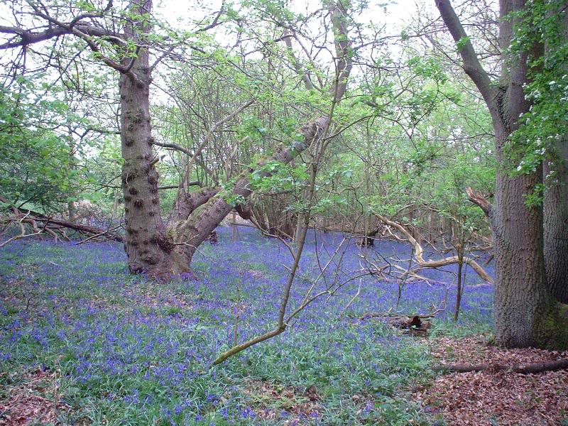 reds bluebells mins 2