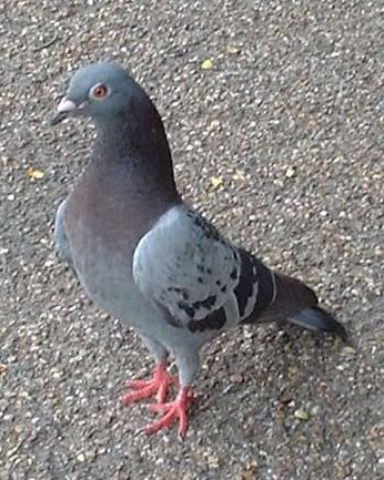 a racing pigeon