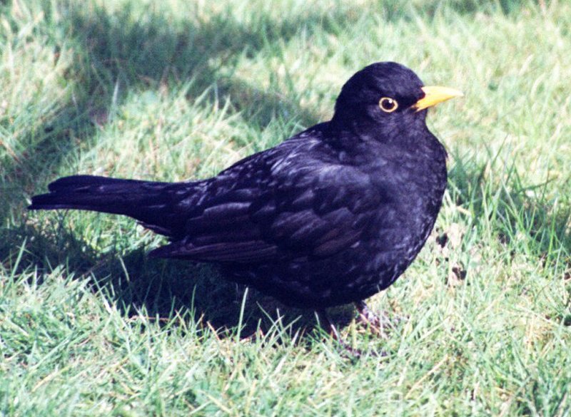 birds blacky the son of flecky