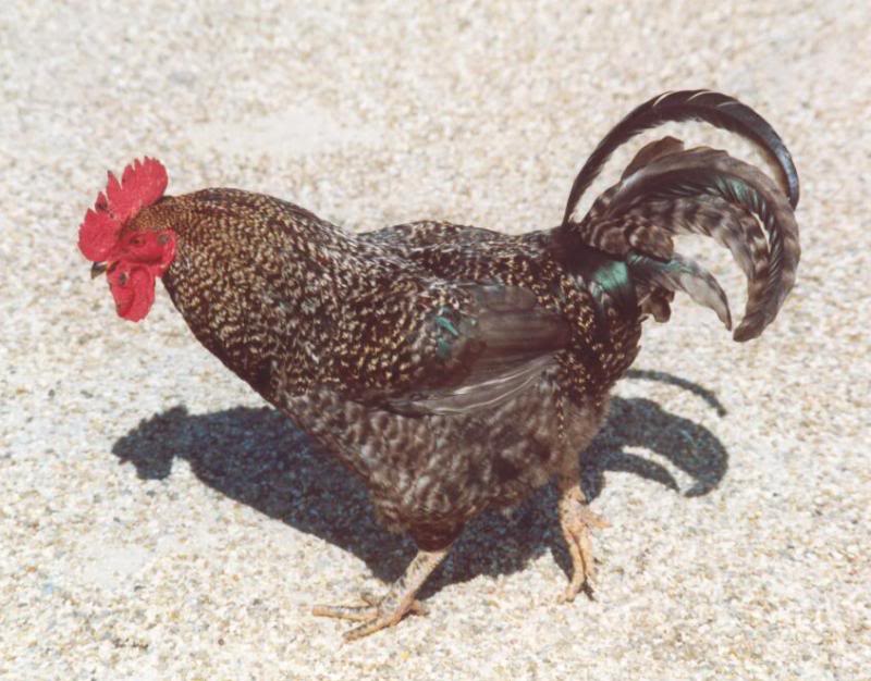 cockerel