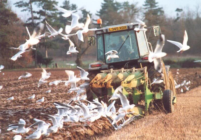 suffolk kesgrave plough