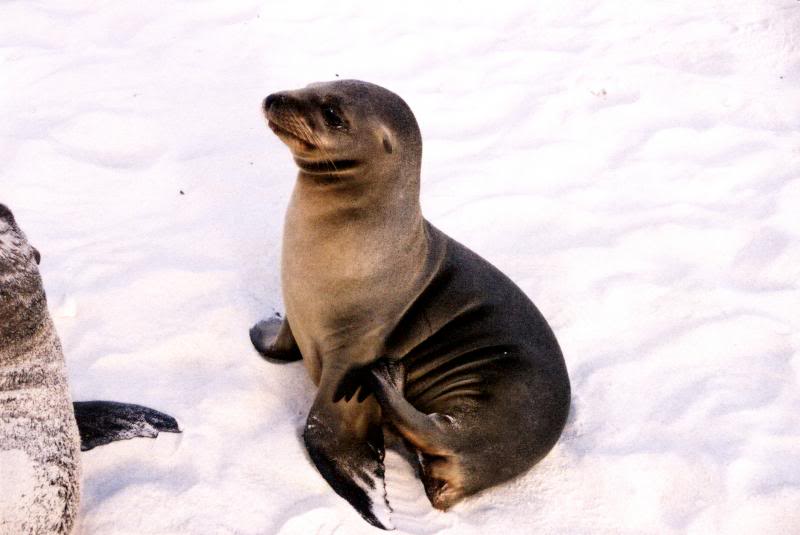 Baby Sealion