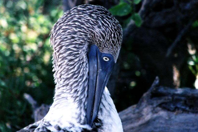 Blue Footed Booby