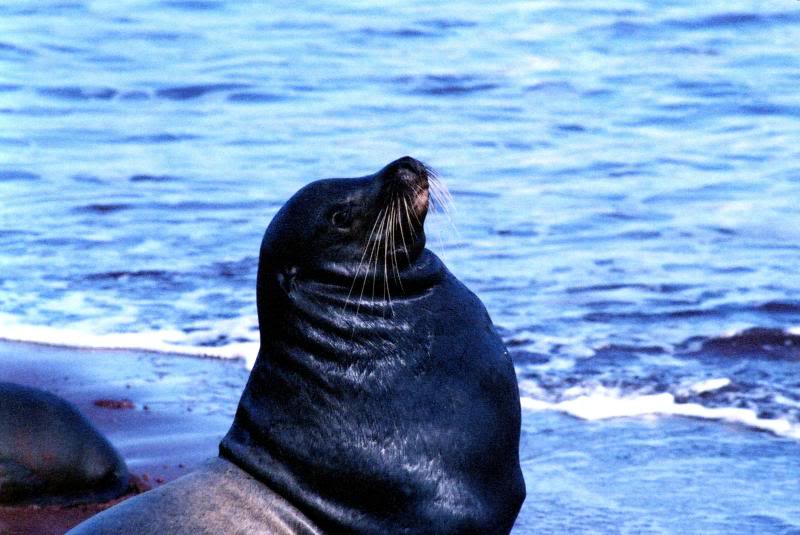 Bull Sealion