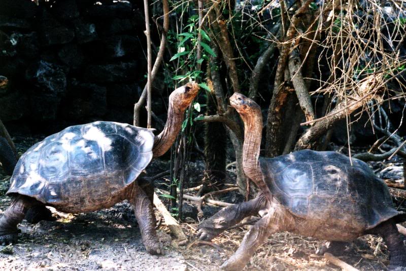 Giant Tortoises