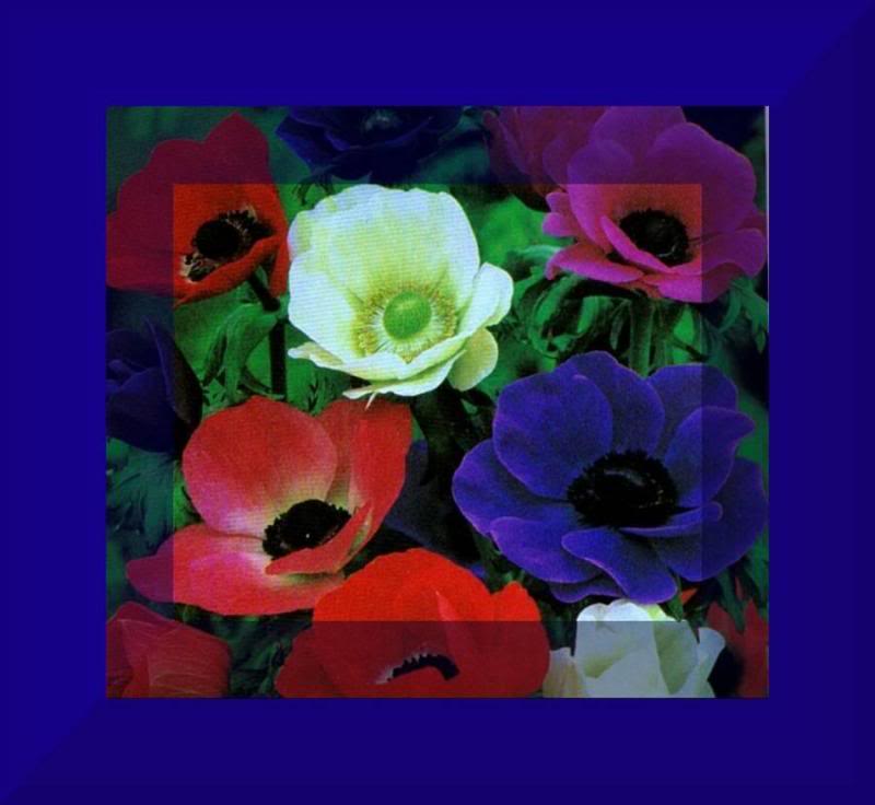 Anemones - Rue. Herbs, flowers, plants, Hallucination p...