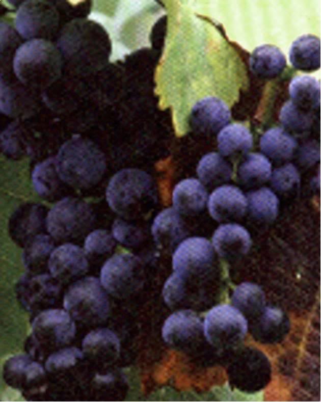 CONCORD GRAPES- PART TWO