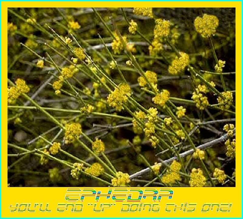EPHEDRA, MA HAUNG - THE POWERFUL HERB, for weight loss ...