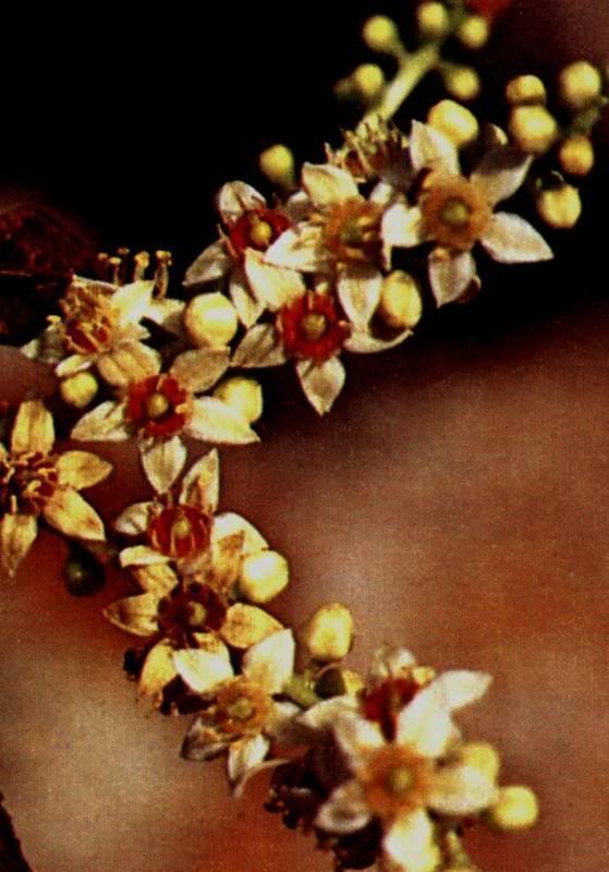 FRANKINCENSE BRANCH, GUM RESIN, INCENSE, INSIGHT