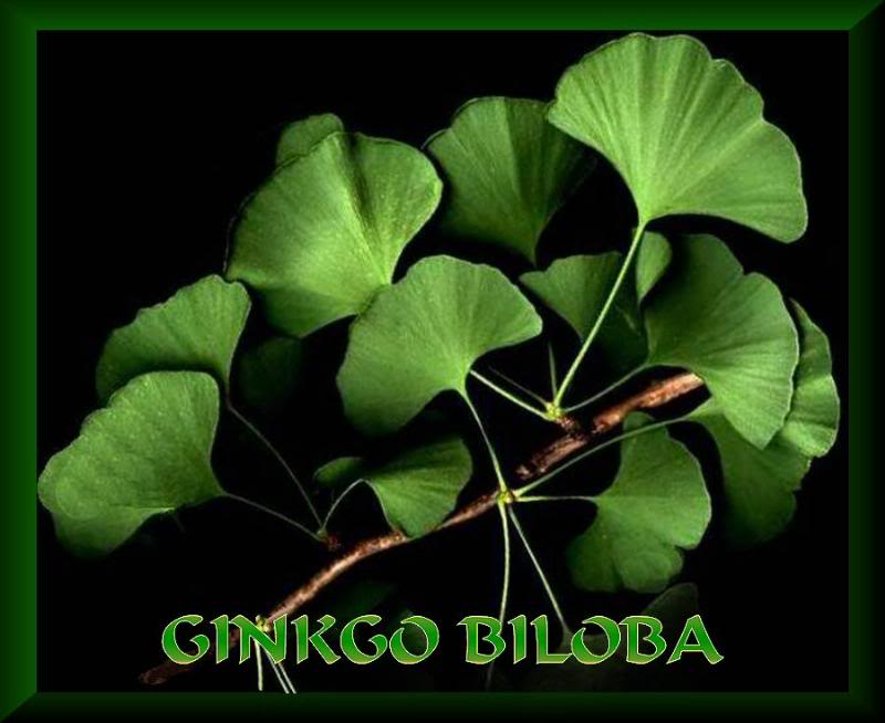 GINKGO BILOBA, MEDICAL HERB that helps cure breast canc...