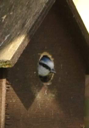 Blue Tit 040