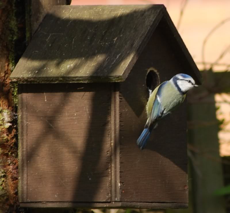Blue Tit 048