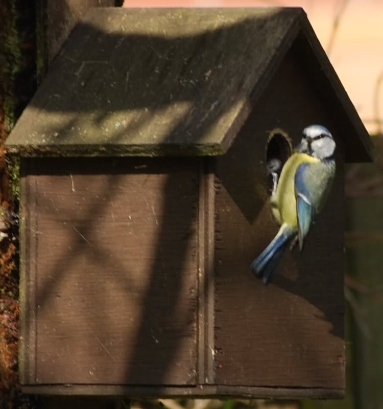 Blue Tit 050