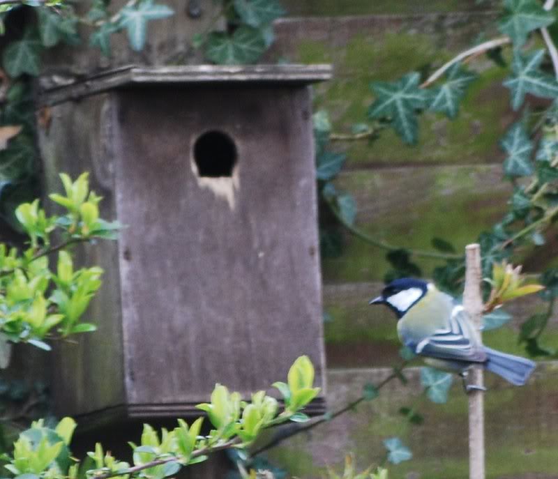 Great Tit 051