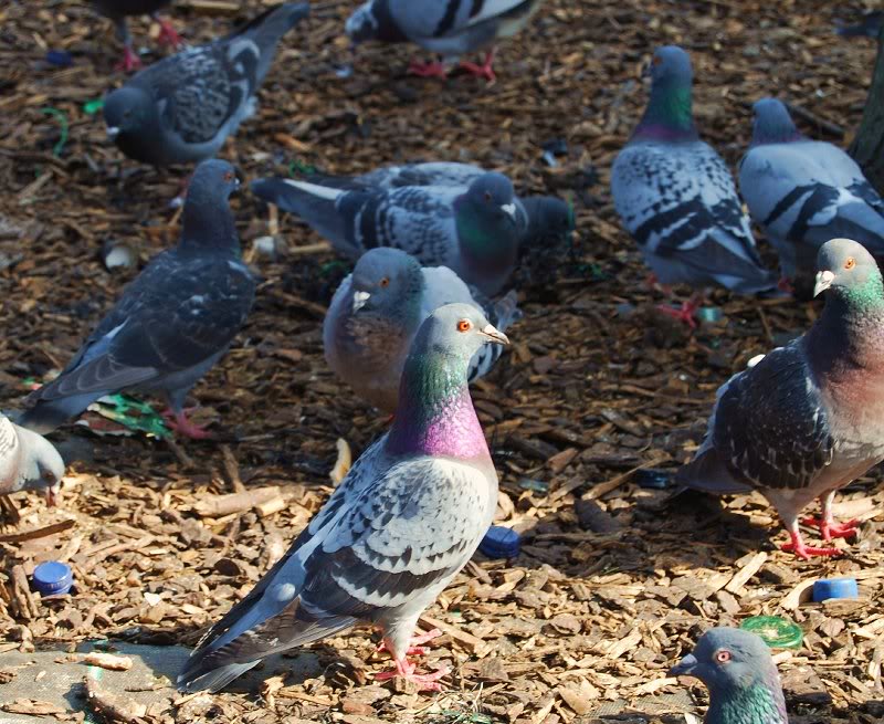 Racing Pigeon 007