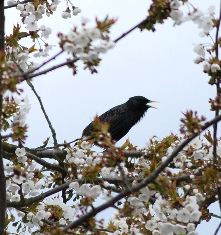 Starling 027