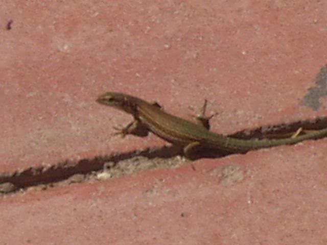 a lizard