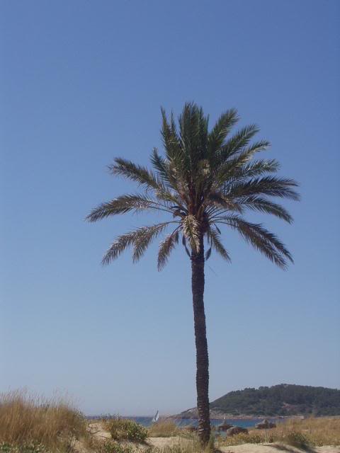 a lone palm tree