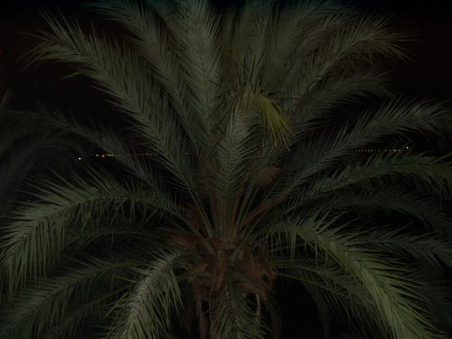 a palm tree by night