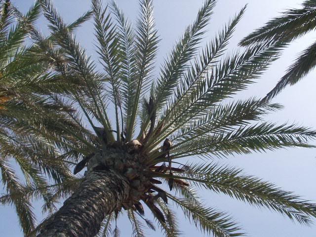 a palm tree
