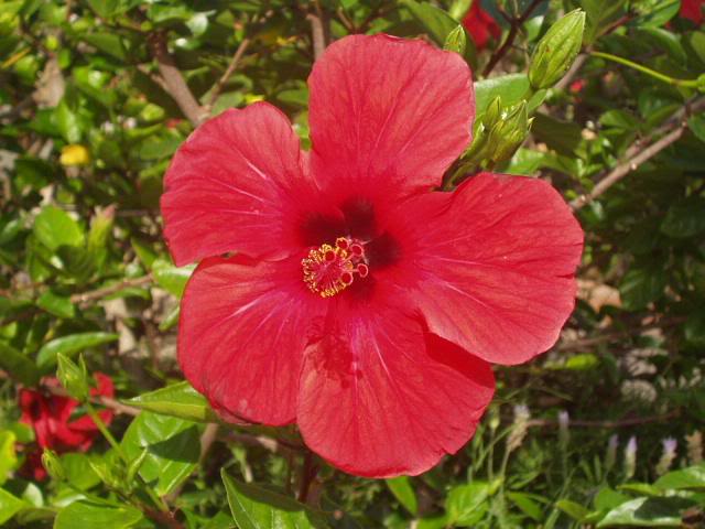 a red flower
