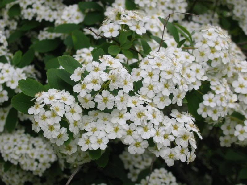 Bridal Wreath
