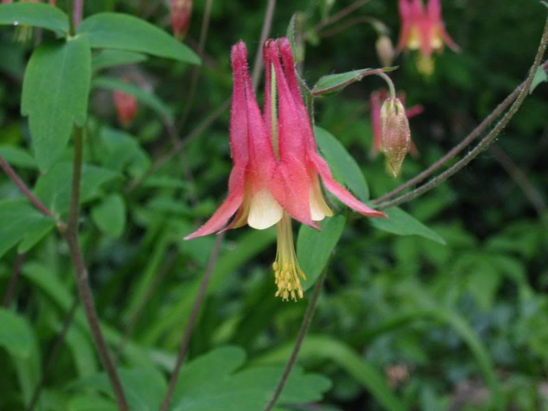 Wild Columbine