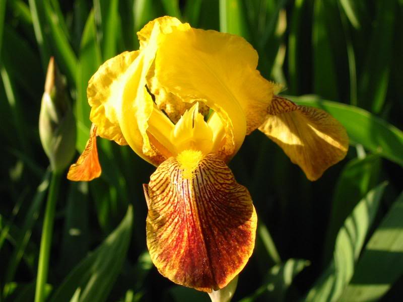 Yellow Iris