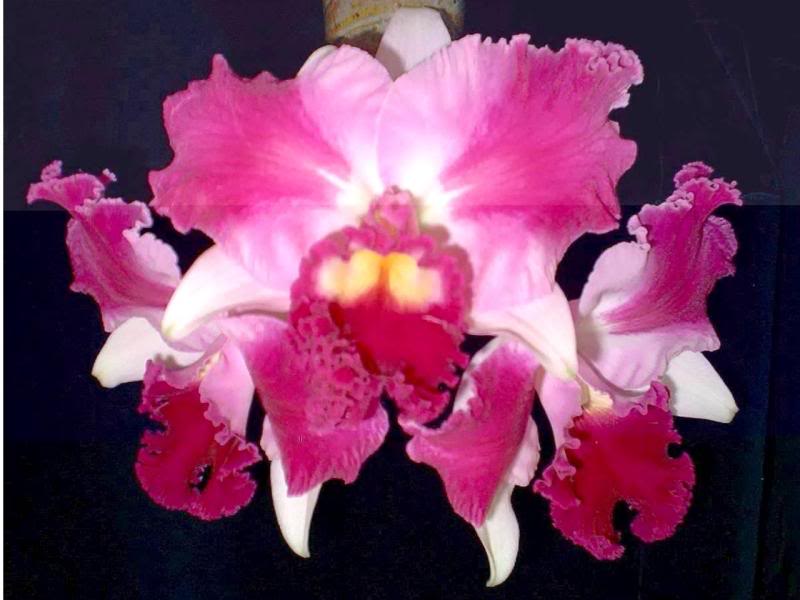 Lc. Aqui-Finn 'Nature's Best'