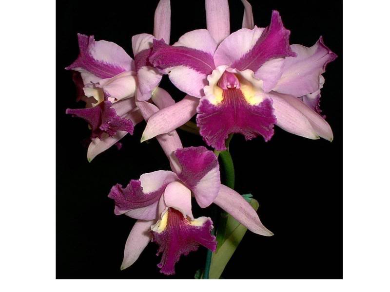 Lc. Galaxy 'Cluster King'